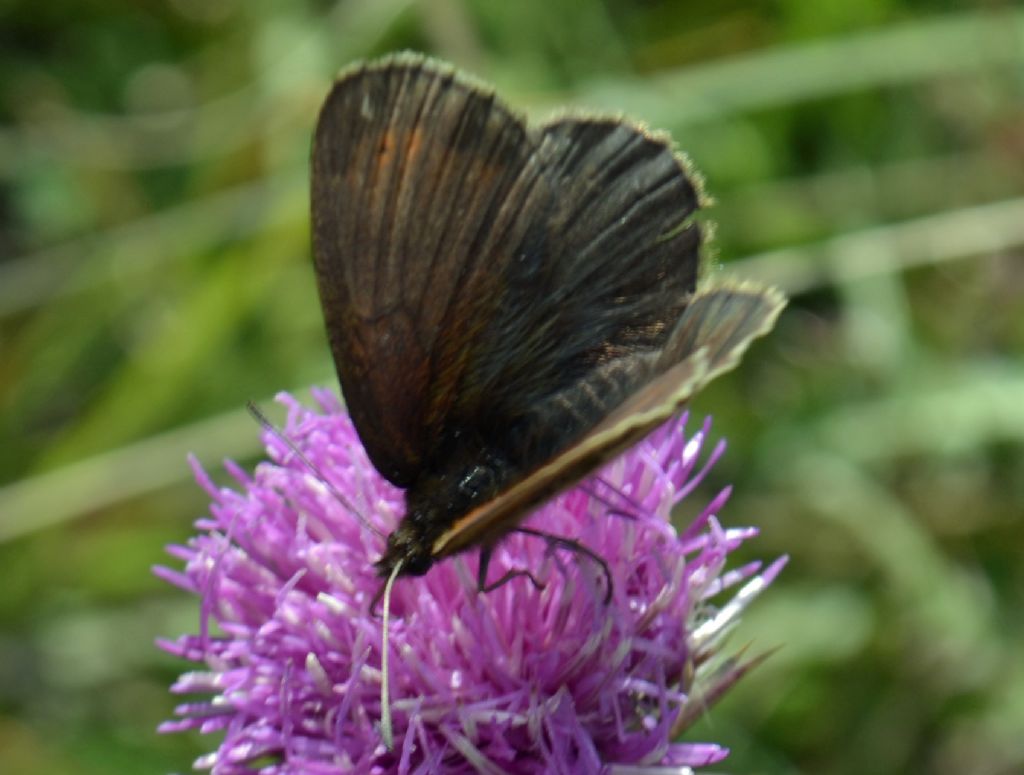 Erebia pronoe?